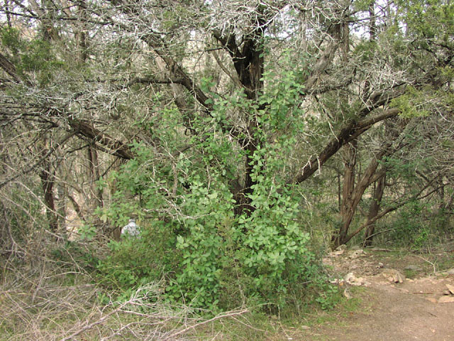 Garrya Ovata Ssp Lindheimeri